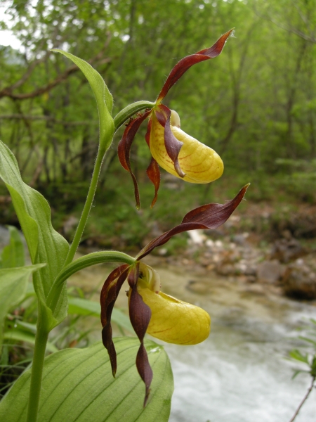 Cypripedium calceolus nuova stagione